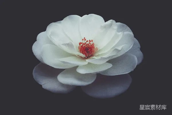 高清摄影 浅聚焦摄影中的白色花瓣花在水中
