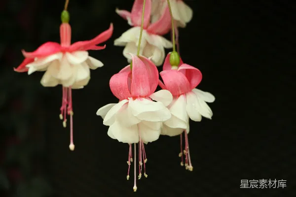高清摄影 白粉两色花瓣的花朵