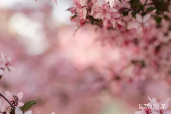 高清摄影 樱花特写摄影