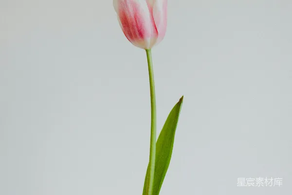高清摄影 粉红郁金香盛开的特写照片
