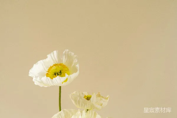 高清摄影 白花绿茎