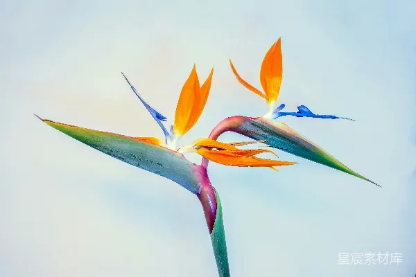 高清摄影 蓝橙花