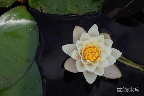 高清摄影 水上白莲花