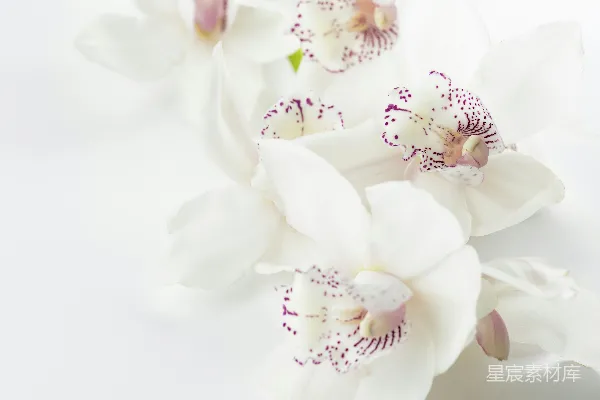 高清摄影 白紫兰花花
