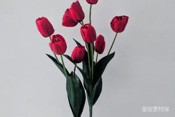 高清摄影 红 tulip 在