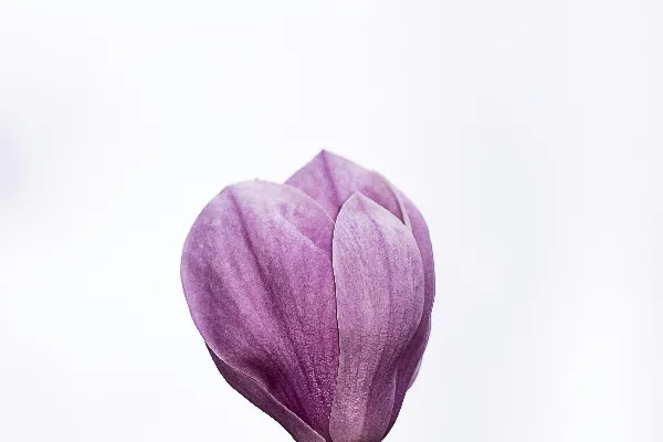 高清摄影 粉红色花瓣的花