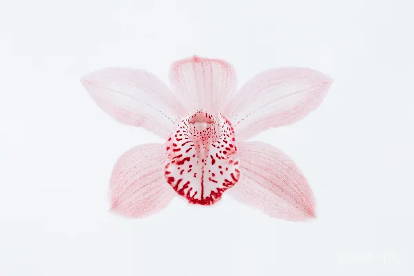 高清摄影 红花瓣