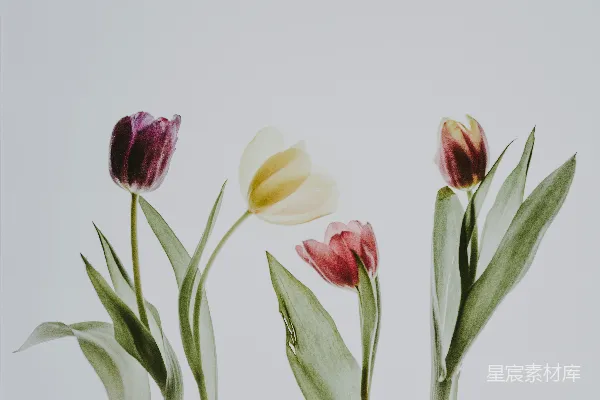 高清摄影 紫色、白色和粉色的花卉绘画