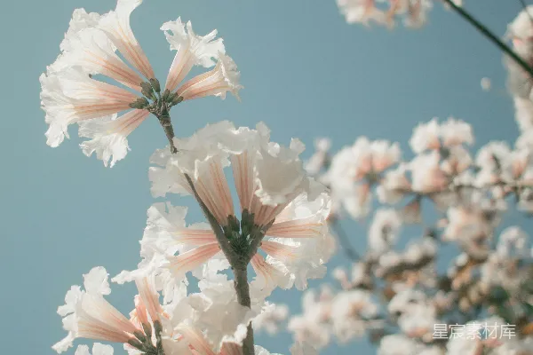 高清摄影 粉红色花瓣的花朵