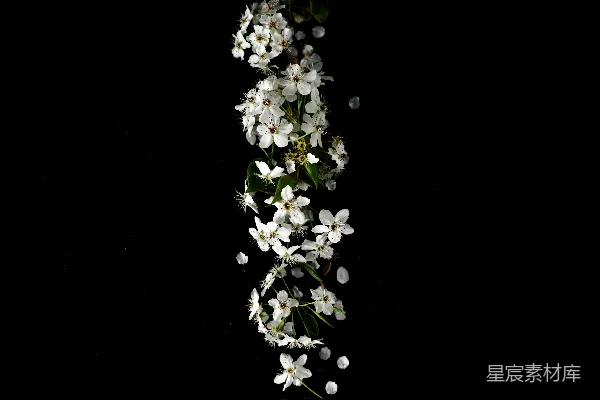 高清摄影 浅聚焦摄影的白色花 LOT