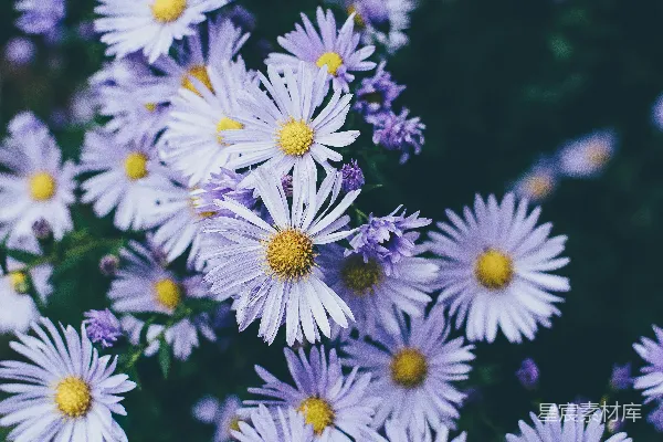 高清摄影 白花瓣花朵的特写摄影