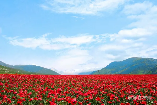 高清摄影 红色花田