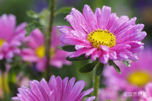 高清摄影 紫罗兰花丛中两朵紫色雏菊的镜头效果摄影