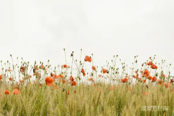 高清摄影 橙色的花朵