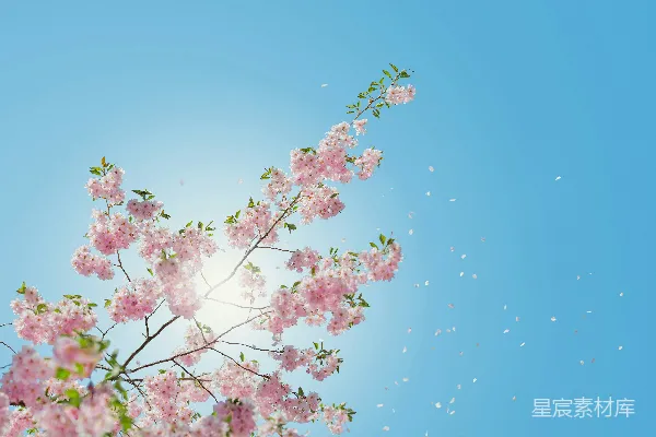 高清摄影 粉色开花树的低角度视角