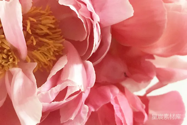 高清摄影 粉红色簇生花瓣的花