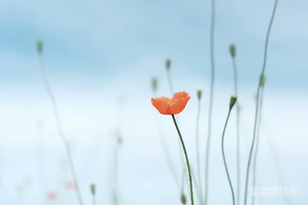 高清摄影 花瓣状花朵的精选照片