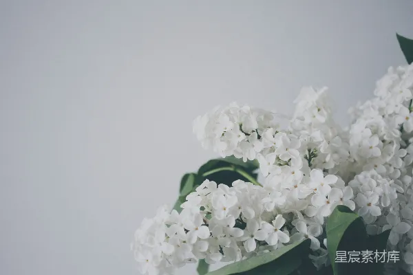 高清摄影 白花