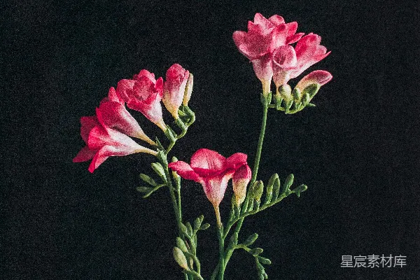 高清摄影 粉色玫瑰插在透明玻璃花瓶中