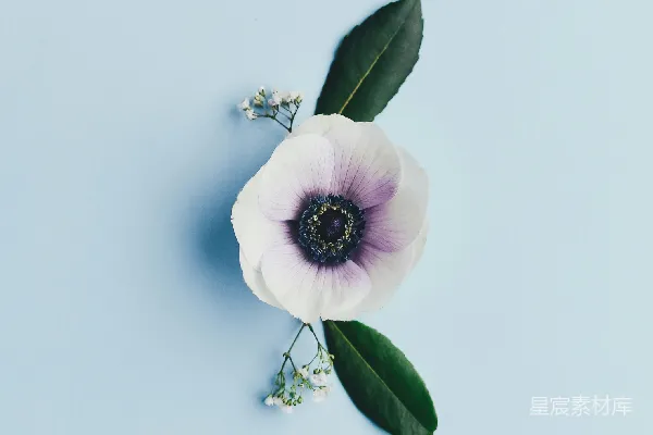 高清摄影 白花