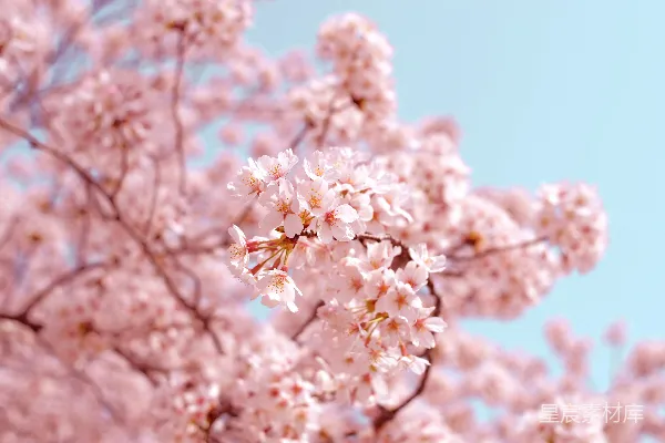 高清摄影 粉红的花朵