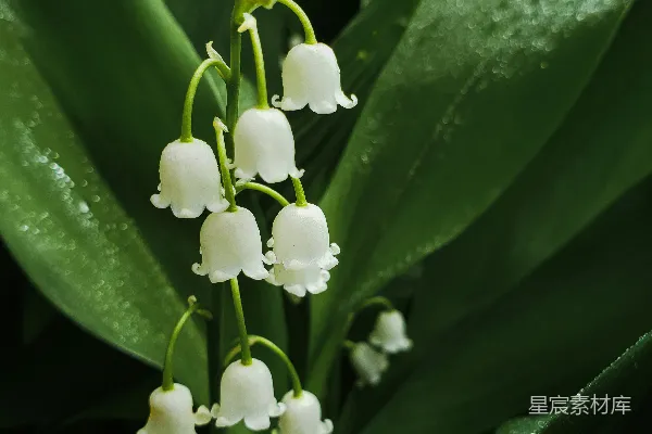 高清摄影 绿叶中的白色花朵