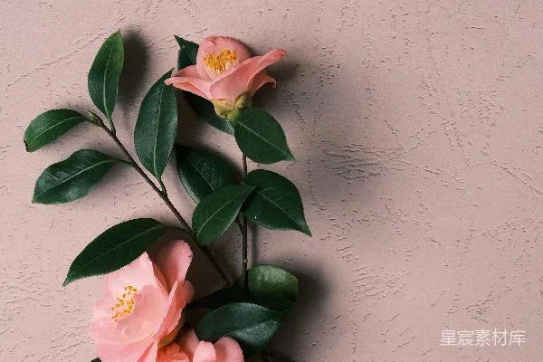 高清摄影 白墙上的粉红和白色的花朵