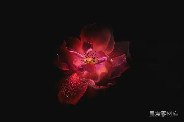 高清摄影 粉色和红色花朵的插图