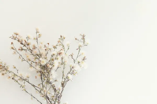 高清摄影 白花