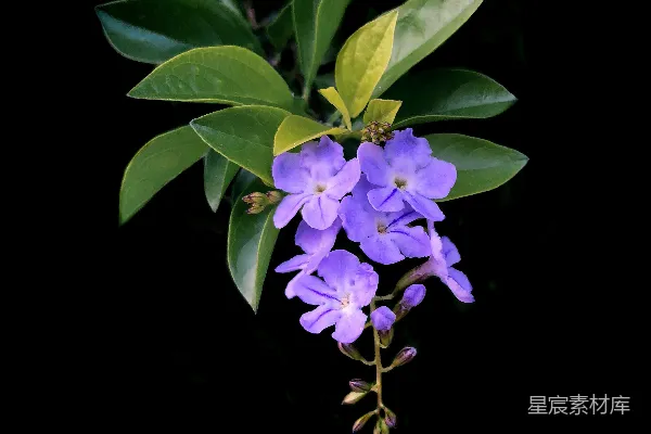 高清摄影 紫色花瓣的花卉特写照片