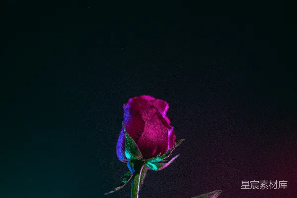 高清摄影 暗背景下的红玫瑰花照片