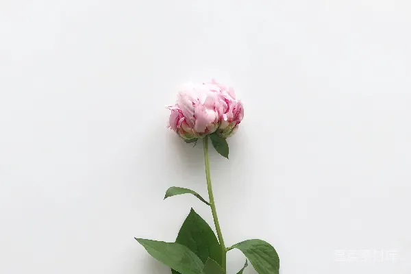 高清摄影 粉瓣花朵