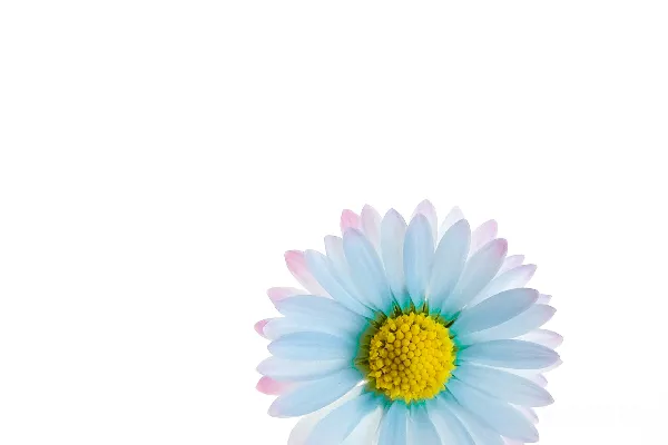 高清摄影 紫色和黄色的花插图