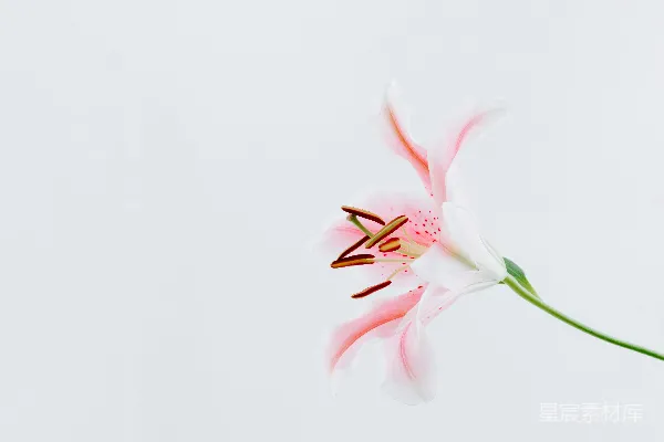 高清摄影 白色和粉色花瓣的花