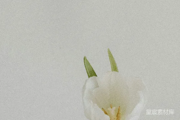 高清摄影 一只玻璃花瓶中的一枝纯白色郁金香
