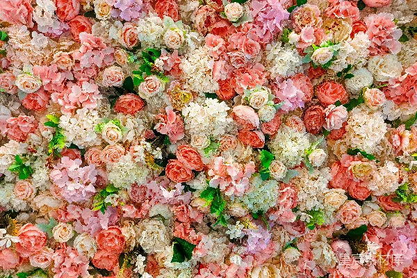 高清摄影 粉红色和白色的花瓣