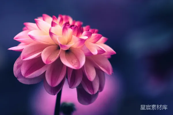 高清摄影 聚焦于粉色花瓣花朵的选拍照片