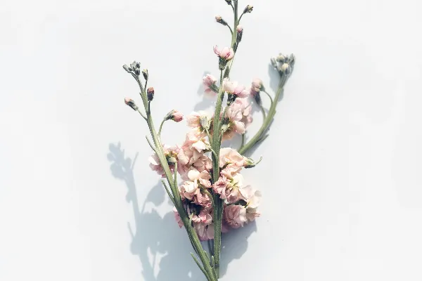 高清摄影 白底上的粉红色花朵