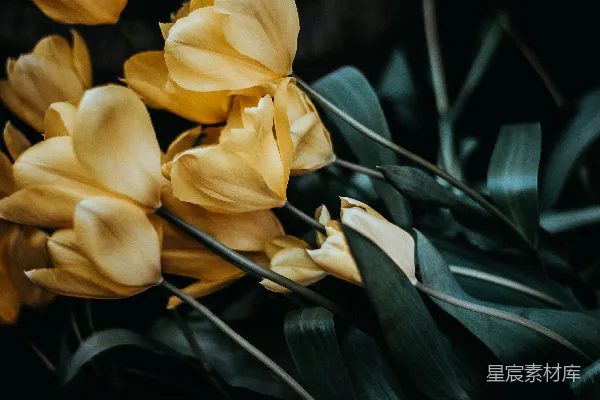 高清摄影 选择性摄影——淡紫色花瓣的花朵