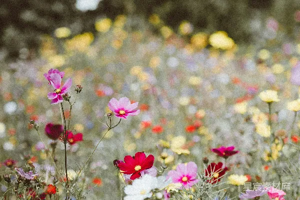 高清摄影 五彩缤纷的花朵田野