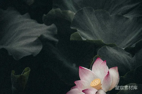 高清摄影 粉色和白色花瓣的花卉特写照片