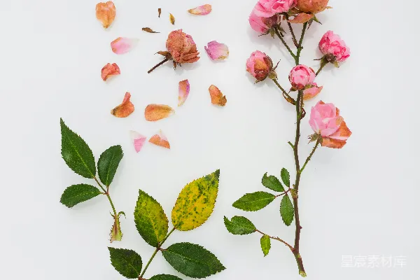 高清摄影 白色背景上的粉红色花瓣花