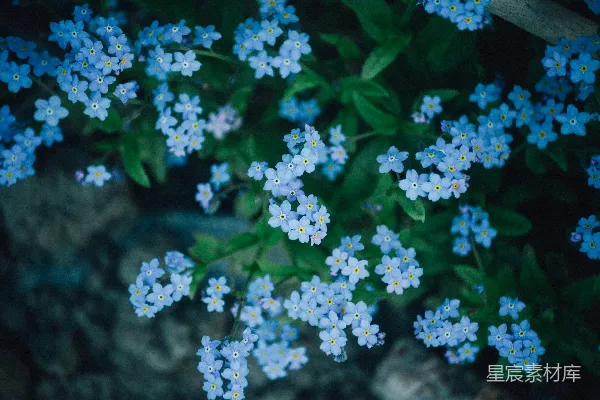 高清摄影 高角度拍摄的蓝色花瓣花束