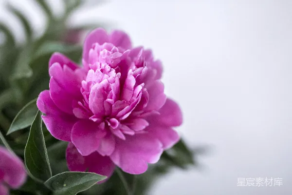 高清摄影 特写摄影粉红和白色花瓣的花朵