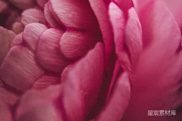 高清摄影 展示紫色花瓣的人