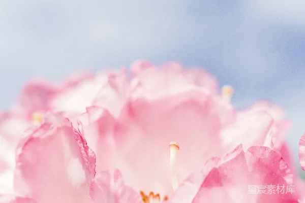 高清摄影 粉红的花