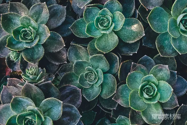 高清摄影 绿色仙人掌植物的顶视图