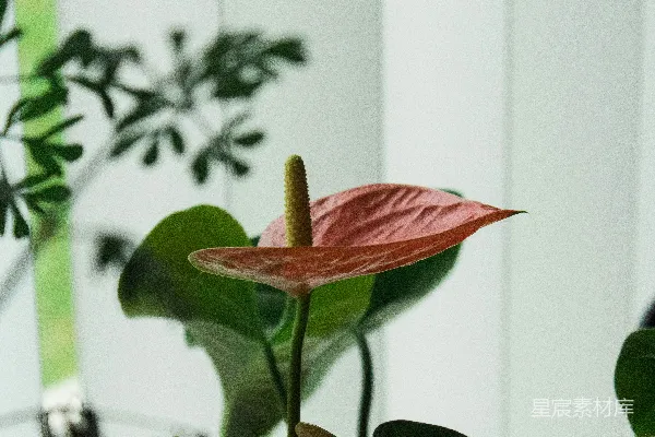 高清摄影 盛开的红鸟足花