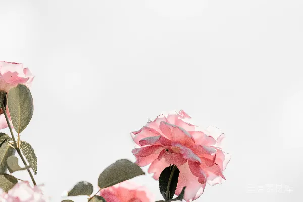 高清摄影 粉红色花瓣的花朵