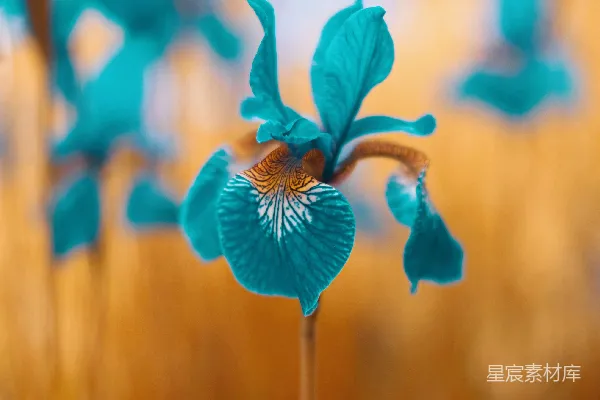 高清摄影 田野中一朵蓝色花朵的特写